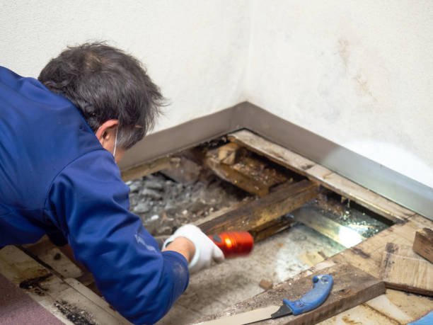 Best Mold Testing  in Anahola, HI