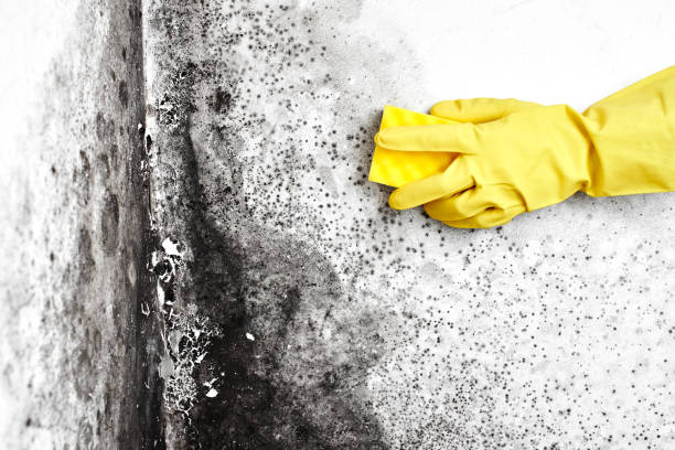 Best Certified Mold Removal  in Anahola, HI