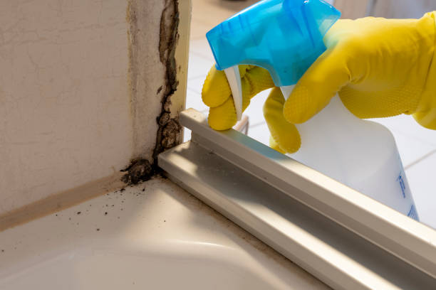 Best Residential Mold Removal  in Anahola, HI