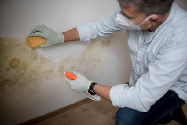Best Affordable Mold Removal  in Anahola, HI