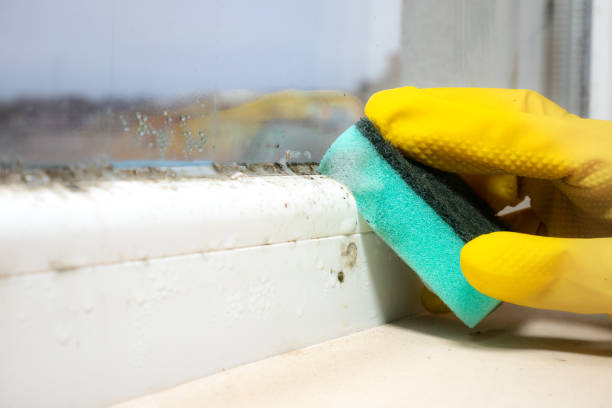 Best Mold Damage Repair  in Anahola, HI