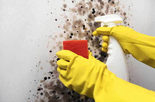 Best Commercial Mold Removal  in Anahola, HI