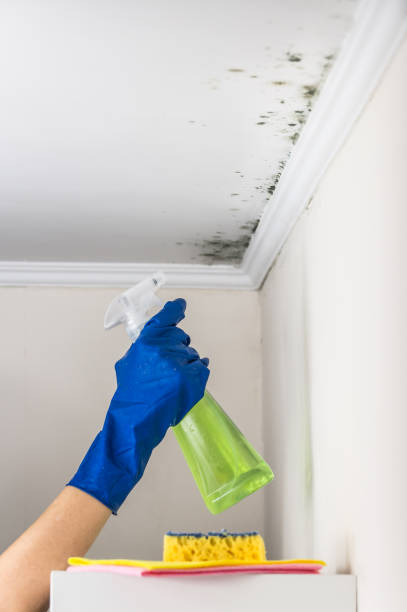 Best Office Mold Removal Services  in Anahola, HI