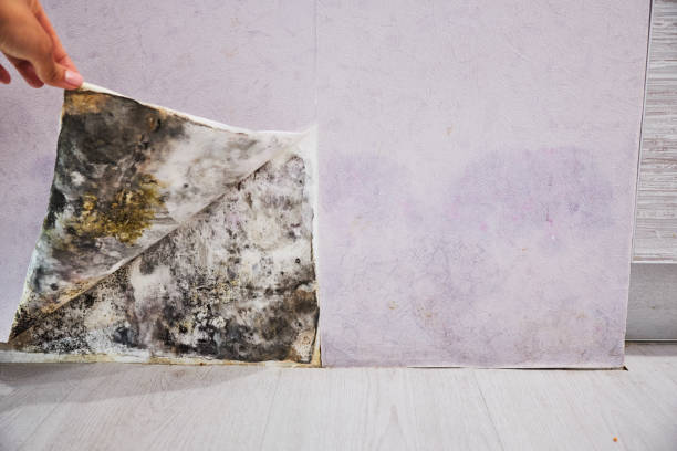Best Mold Removal Near Me  in Anahola, HI